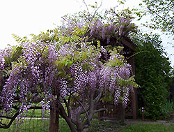 wisteria image AQRT center in Canada