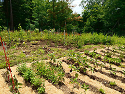 vegetable garden at AQRT main center