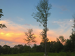 sunset view from the AQRT main center