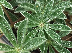 dewdrops on leaves