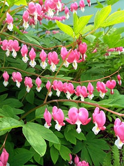 bleeding hearts flowers