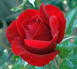 red rose
